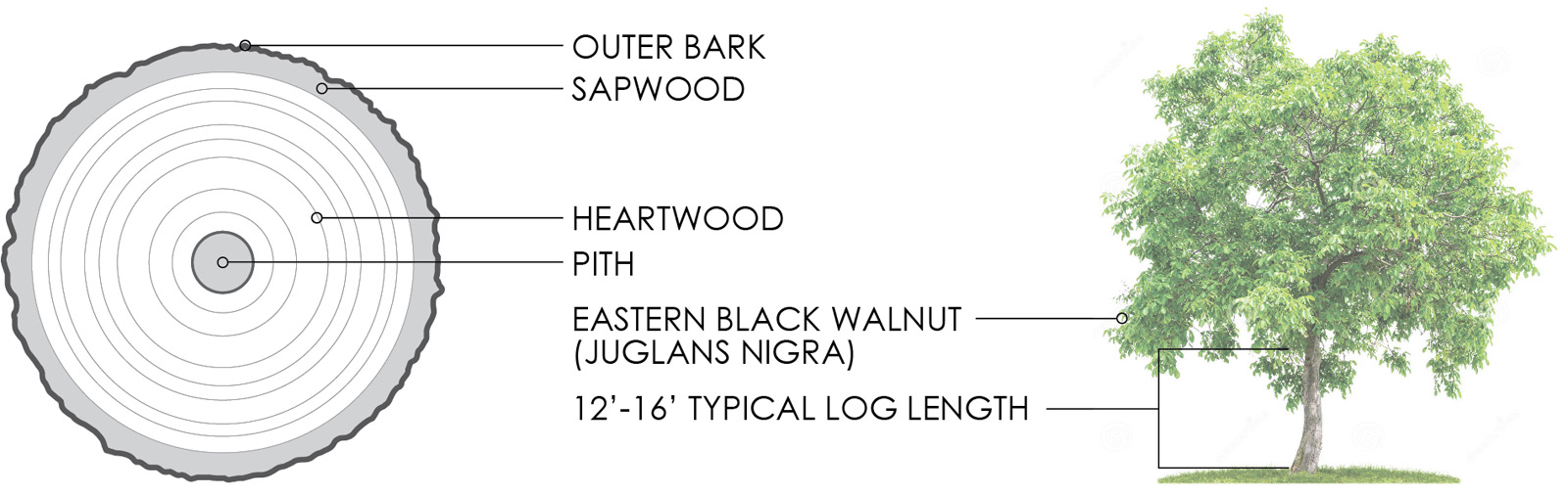 Name of different part of Log