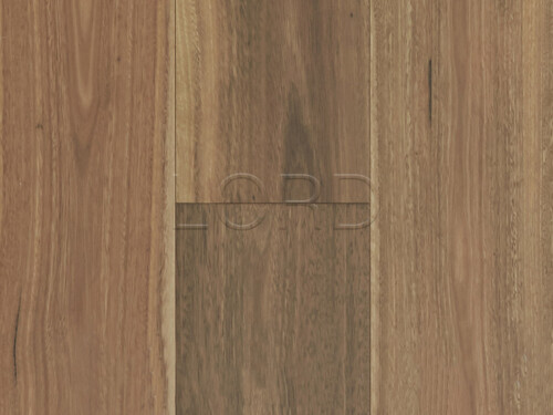 Spotted Gum