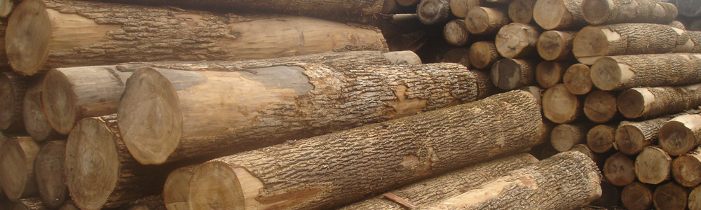 Ash Timber Material